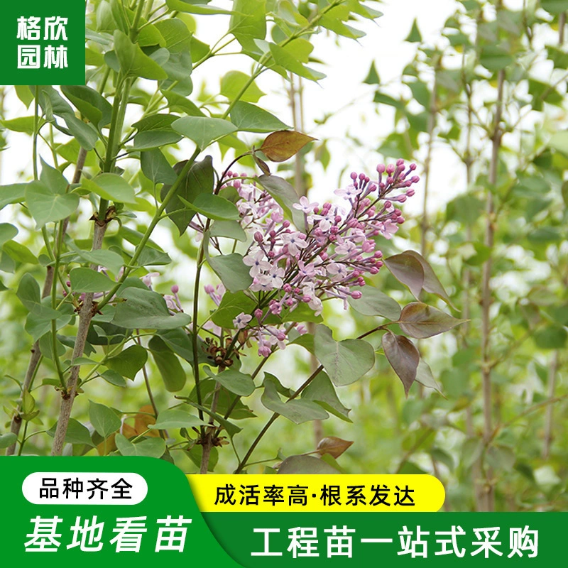 Сирень Кластер Сирень Дерево Рассада Двор Парк Декоративные цветы Горшечные растения Сиян Влагостойкие Сирень Цветы