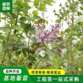 丁香树 丛生丁香树苗庭院公园观赏花卉盆栽植物喜阳耐湿紫丁香花