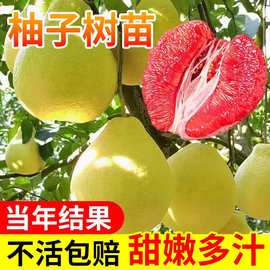 柚子树苗红心文旦冰糖嫁接果树果苗南北方种植盆栽庭院水果树马家