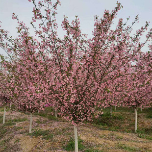 ���z�����������ı��������N�����ļt��ľ�ȸ��N�е����^�G��