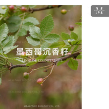 墨西哥沉香籽Bursera delpechiana 自营产区进口单方精油原料批发
