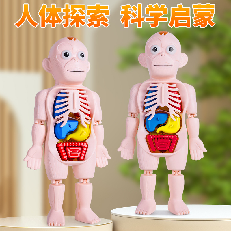 人体结构模型儿童玩具医学仿真内脏解剖器官3d可拆卸拼装躯干科教