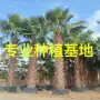 华盛顿江西移栽专业老人葵