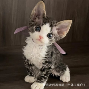 ���N���ߵ���؈��؈���w�����������̽���С؈���Ɓ�����؈����