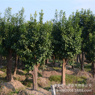 ���|��ľ  ���ݘ� ���Ә�  15-30����