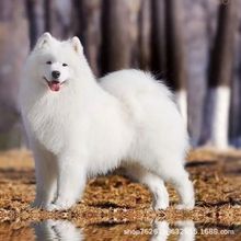 萨摩耶雪橇犬幼犬小狗熊版萨摩耶中型犬伴侣犬玩赏犬宠物活体狗狗