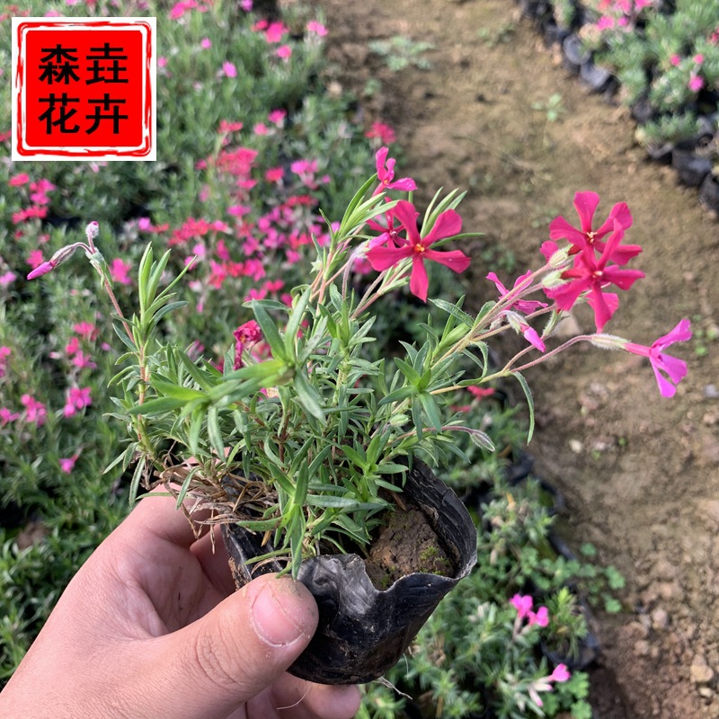 丛生福禄考地被花苗多年生耐寒花卉园林景观工程青州花卉芝樱盆栽