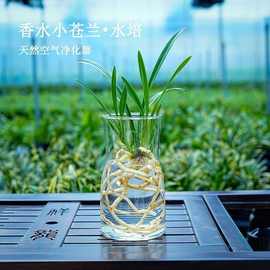 新款有香水味小苍兰花苗杂交兰四季迷你室内客厅水培好养绿植