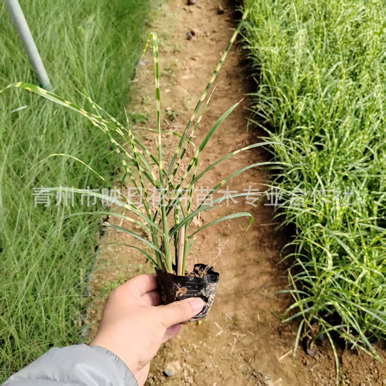 Основание горшечных рассады пятнистого листового седж, питомник цветочной базы Шаньдун Цинчжоу, основание водных растений пятнистого листового седжа и тонколистного седжа.