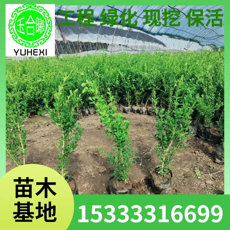 Саженцы чашечного самшита, крупнолистные растения-изгороди самшита, вечнозеленые саженцы зимней зелени, жемчужный самшит, питательные саженцы чашечного самшита