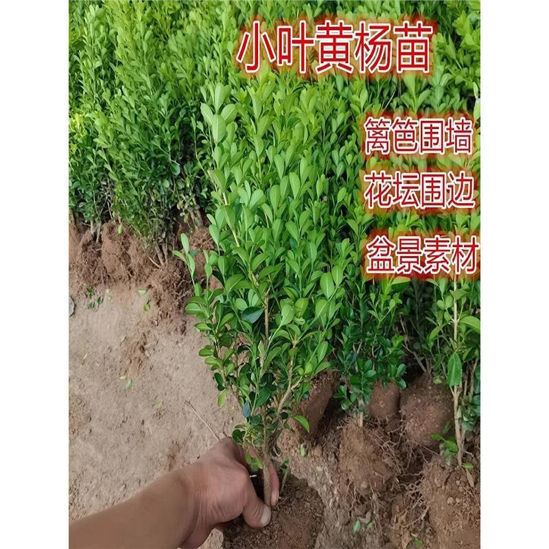 小叶瓜子黄杨树苗毛球好养活庭院围栏苗色块绿化带小区小叶黄杨苗