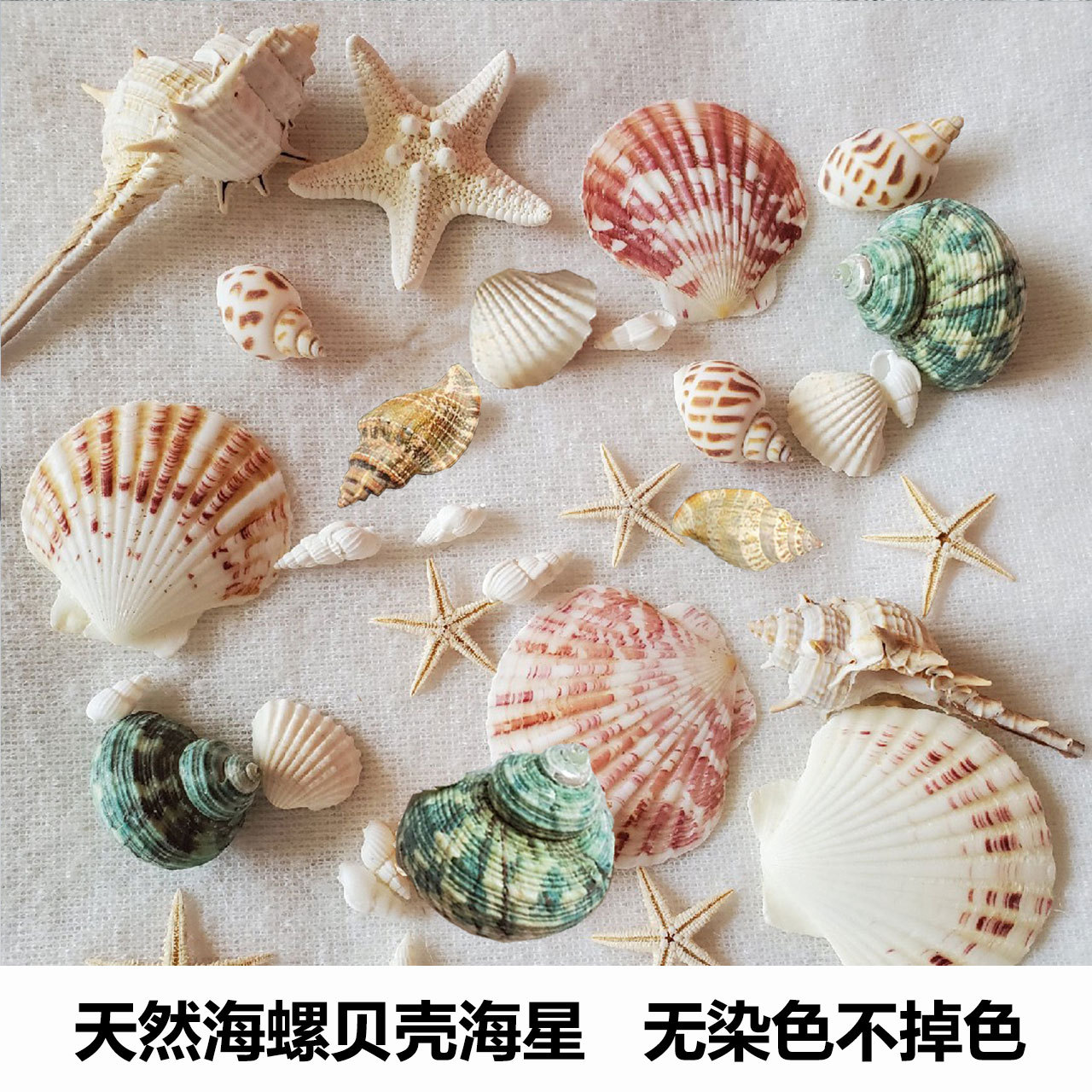 天然贝壳海螺海星海胆壳幼儿园手工贝壳相框鱼缸造景大海螺壳