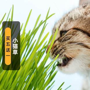 Catnip Seeds for Cats, Edible Wheat Seeds, Catnip for Removing Hairballs, Cat Snacks, Easy to Grow and Maintain