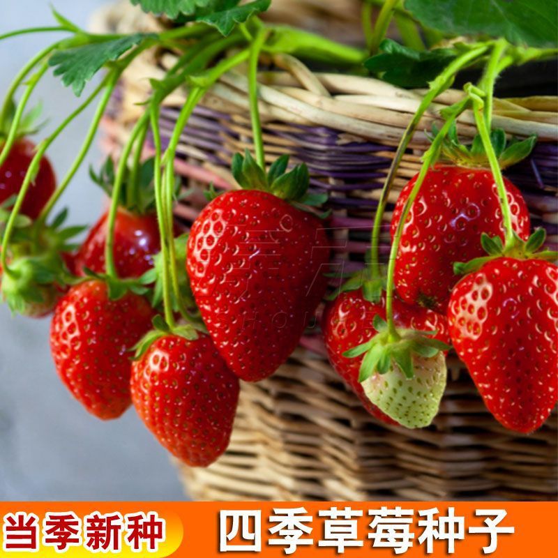 奶油草莓种子四季种植奶油草莓籽四季草莓草莓种子养不死草莓种子
