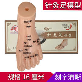 丰帆针灸足模型单只足部穴位模特人体脚丫足底16cm脚部模具教学