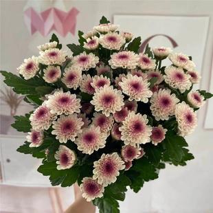 Imported Daisy Seeds for Spring and Autumn Planting, Indoor Balcony Potted Easy-To-Bloom Seeds, Perennial Seeds for All Seasons