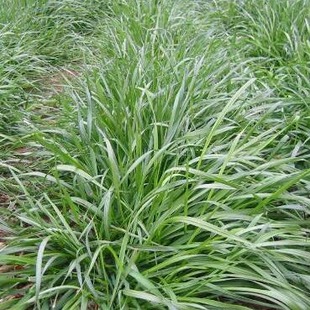 Rye Grass Seeds for Multi-Season Planting, Mexican Corn Grass for Livestock Breeding, Perennial Forage Seeds Wholesale