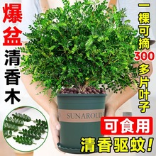 清香胡椒木盆栽可食用驱蚊植物蛋糕西餐甜品装饰点缀好养新鲜叶子