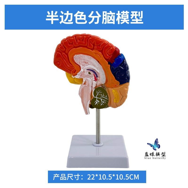 ��ģ�� �Թ�������ɫ��ģ�� ������Խ����Թ���ģ�� ��ɫ�� ���