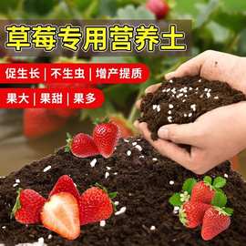 草莓专用营养土瓜果树通用土壤盆栽种植土阳台有机土泥土有机植物
