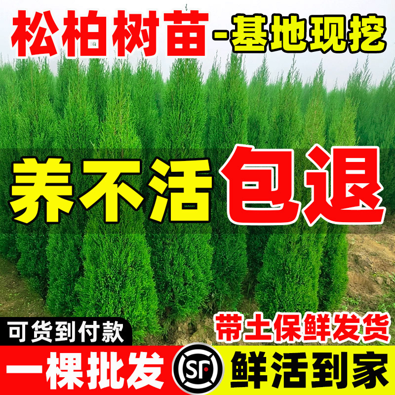 Cypress Saplings with Soil, Cypress, Platycladus, Thuja, Arborvitae, Pine Trees, Cemetery, Grave, Tomb, Green Plants, Landscaping Project