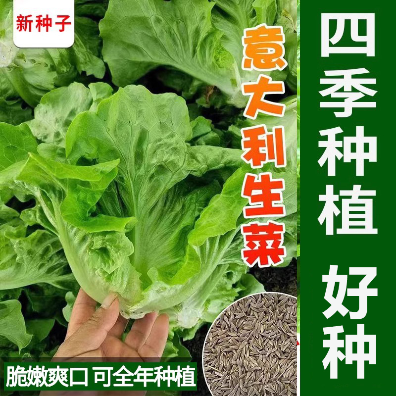 Four-Season Glass Lettuce Seeds for Balcony Gardening, Four-Season Potted Lettuce Seeds for Spring Salad Vegetables