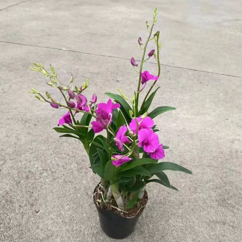 Орхидея с горшечной почвой, красные чернильные драценторы, ленивая орхидея в горшке цветет круглый год, очищая воздух.