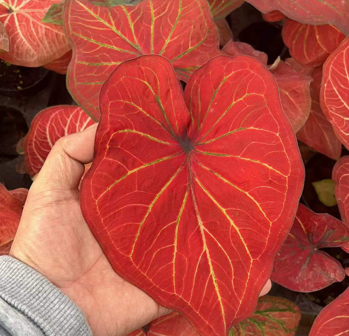 [Базовые прямые поставки] Листва Цветы Домашняя сеть Красное растение в горшке 90 золотых вен C9 Цвет листьев Таро