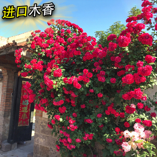 �t���Sľ�㻨�������҃���ͥԺ��������ֲ���ͺ��ļ��_����������