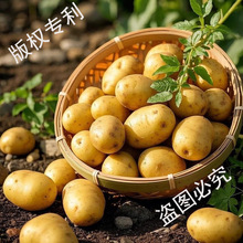 正宗恩施富硒黄心小土豆新鲜迷你高山现挖马尔科小个土豆马铃薯