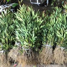 ʮ󹦄ژSBșļGľͺGhֲ