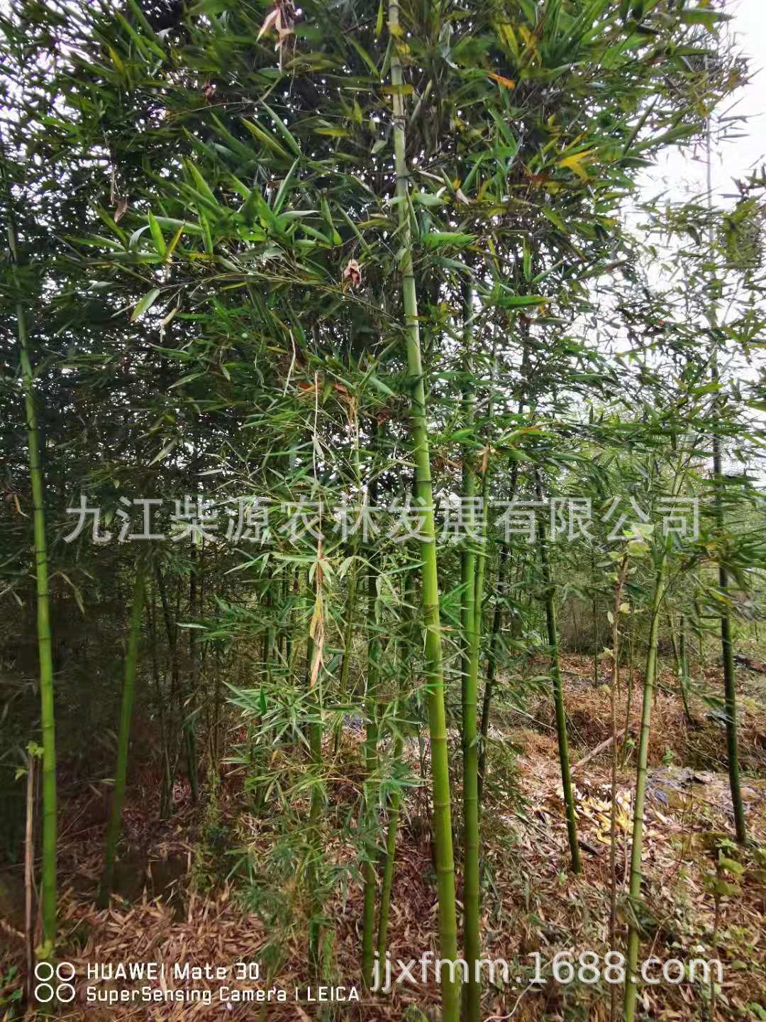 【大量】竹子水竹 青皮竹 毛竹 罗汉竹 刚竹 紫竹 实心竹 窝竹-阿里巴巴