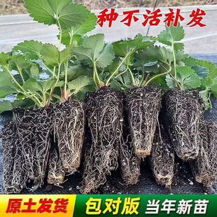 �ļ�ԭ���t����Ͳ�ݮÓ��Ѩ�P�����������̨�ϱ����Nֲ�҃�