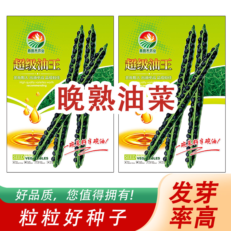 一碗菜籽半碗油晚熟油菜蔬菜种子好吃爽口油菜种子源头厂家批发