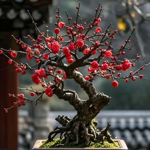 ͺt÷ͥԺԝļֲt÷D÷G