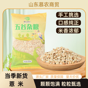 ޲������ɴ�t���t��޲��������I�B�����������s�Z