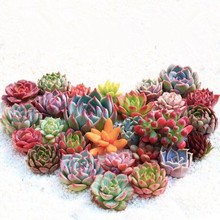 �����辰����ֲ��M�����ԾW�t�����ײ�ˮ����w���B�҃�����M��