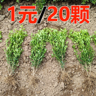 С�~�S��������S�����ļ�����G���綬���籱�����S��ͥԺ�h����