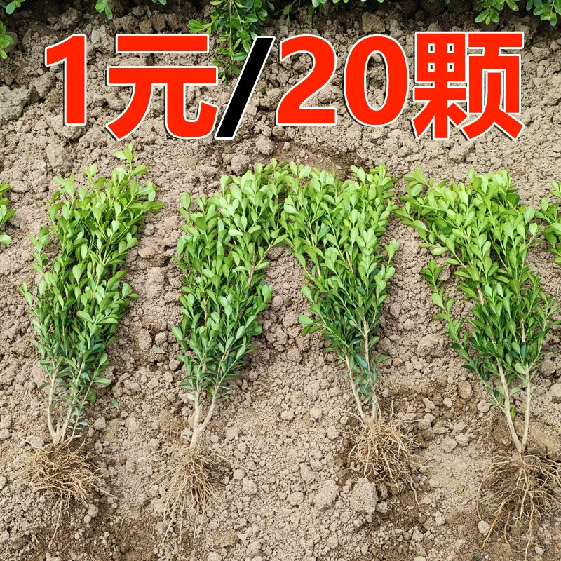 Маленькие саженцы самшита, саженцы самшита с семенами дыни, саженцы вечнозеленой зелени, саженцы зимней зелени, саженцы самшита Хоккайдо для двора.