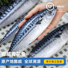 挪威青花鱼切片【原产地挪威】一片150g左右装深海鲭鱼去骨青花鱼