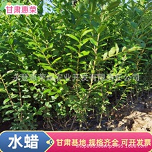 ˮϞС�� ���̾G����ľ ���~ˮϞ  �������~ˮϞ�I�B��ˮϞ��