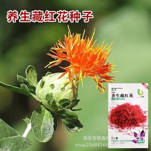 �B���ؼt���N�ӟo�̼t���N��ԭ�b�ļ��߲˷N�Ӵ�ȫ���l���l�˷N��