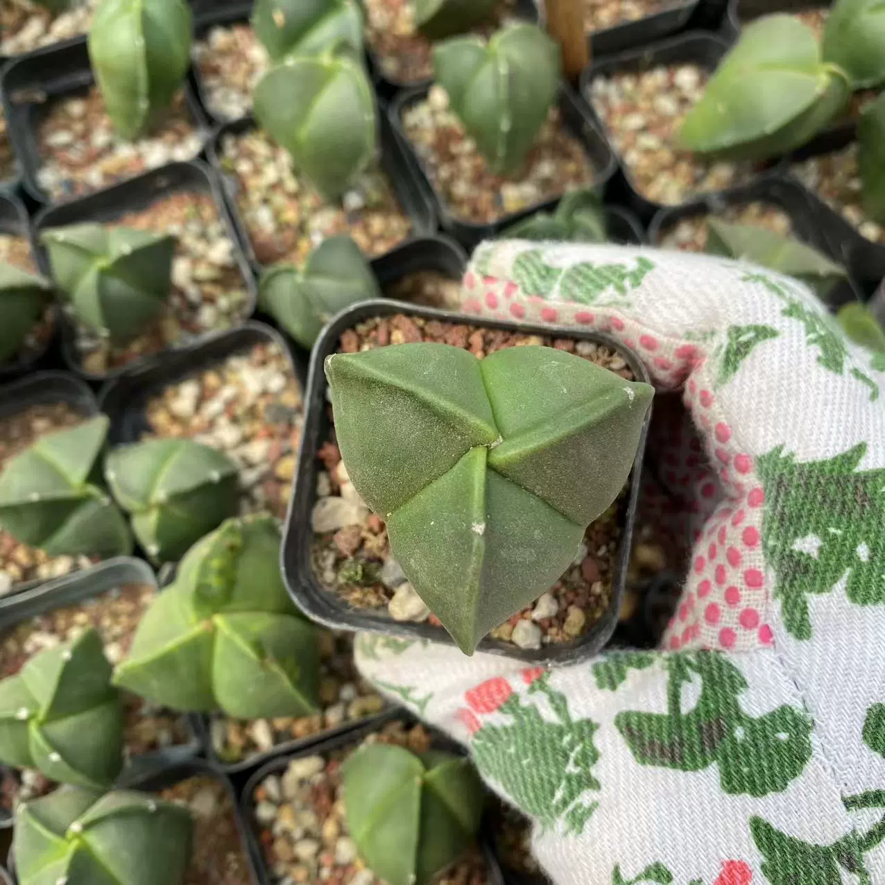 Треугольник Luan Fengyu Real Pat 3-6 см Лампа перетаскивания бассейна без доставки почвы