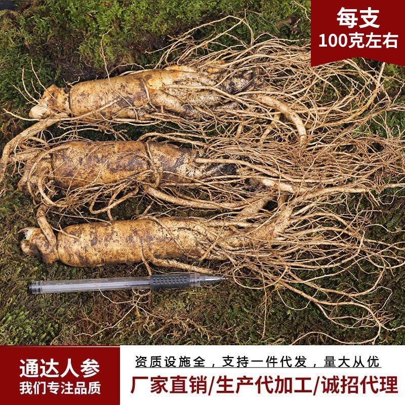 白頭山の新鮮な人参は今掘り出して新鮮な参の各種の規格を売って酒を入れてスープを煮てメーカーに参加して新鮮な参を卸売りします。|undefined