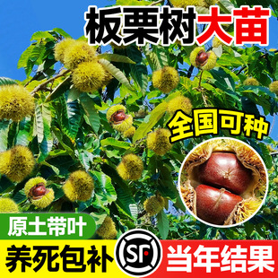 �������޽�ë���ӵ����ش�����������ϱ����Nֲ����Y�����B