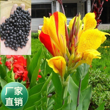 批发多年生宿根水生植物小叶美人蕉花种子种根花园绿化美观花卉籽