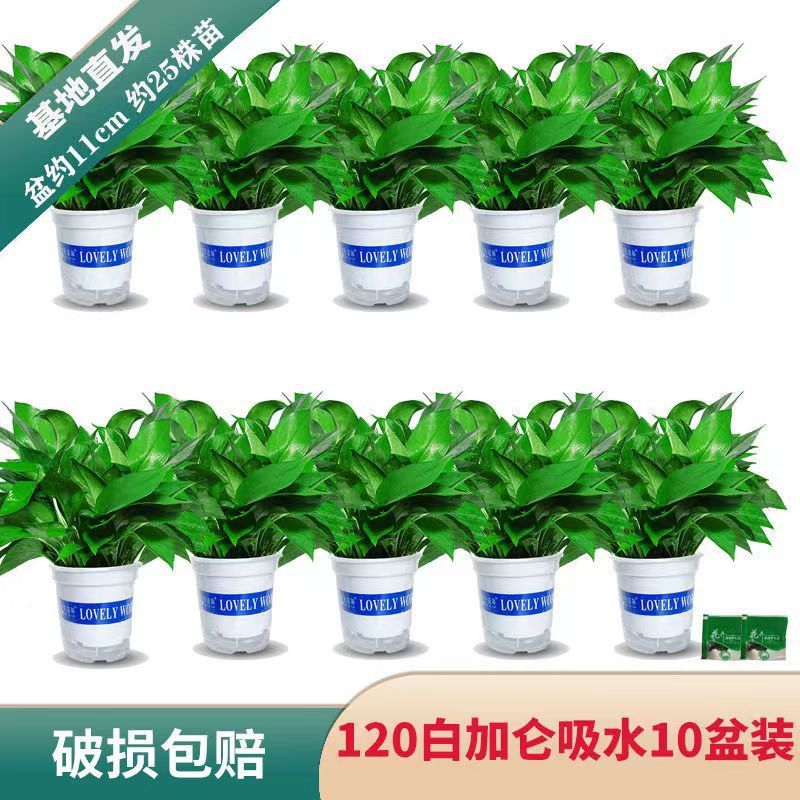 이중백화 10개 + 흡수대 + 영양액 [특별가 작은 포토스]