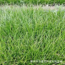 ׻[mNlݻѿ[m ͥԺ^ֲƷN