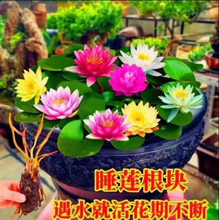 Water Lily Hydroponic Plant All Year Round Water Culture Lotus Water Lotus Potted Flower Water Pond Large Water Lily Root Block with Buds