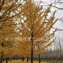 乔木;灌木;盆景